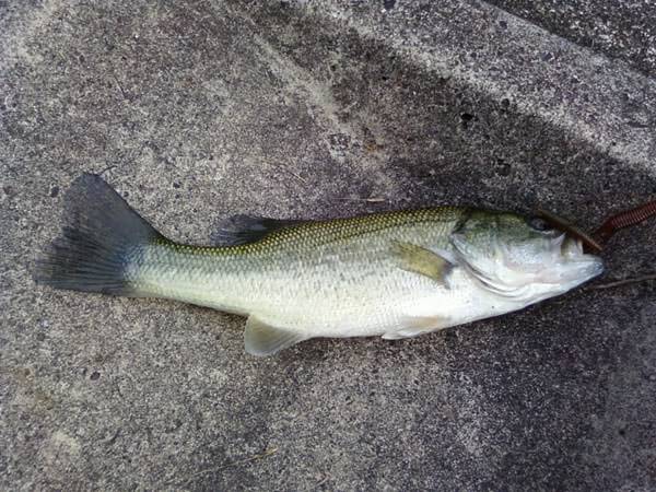 琵琶湖 おかっぱり 釣果