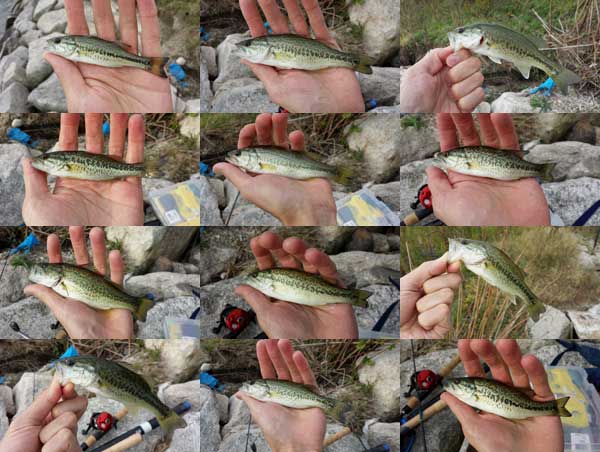 琵琶湖 おかっぱり 釣果