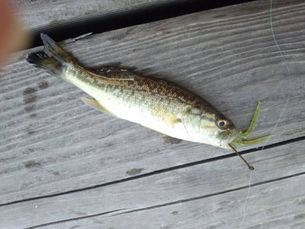 琵琶湖 おかっぱり 釣果