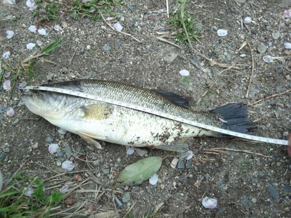 琵琶湖 おかっぱり 釣果