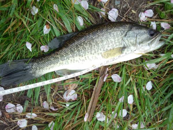 琵琶湖 おかっぱり 釣果