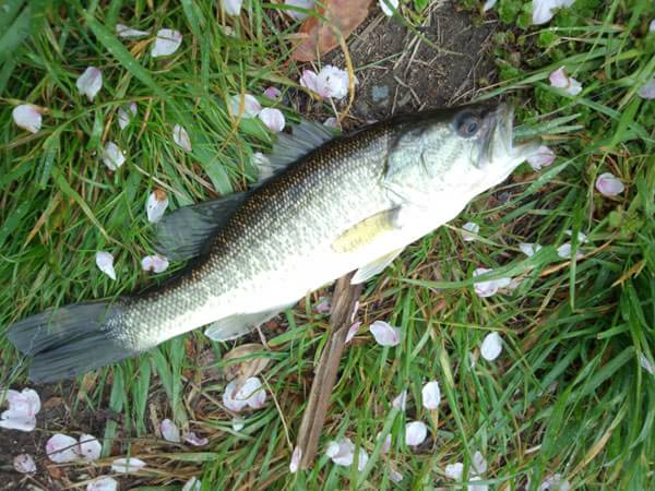 琵琶湖 おかっぱり 釣果