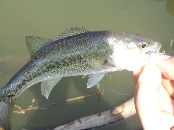 琵琶湖 おかっぱり 釣果