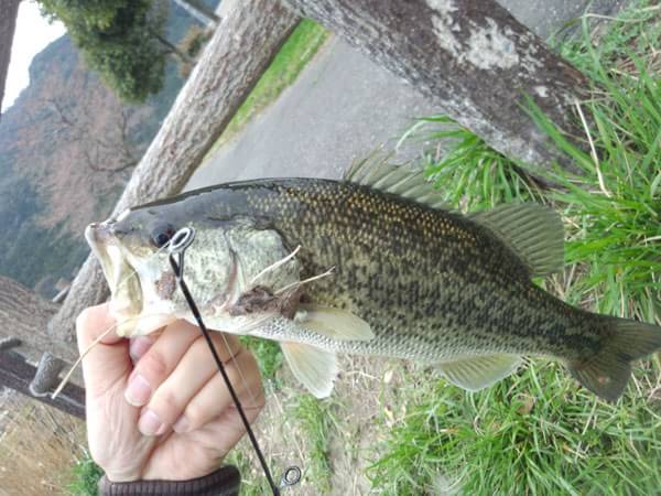 琵琶湖 おかっぱり 釣果