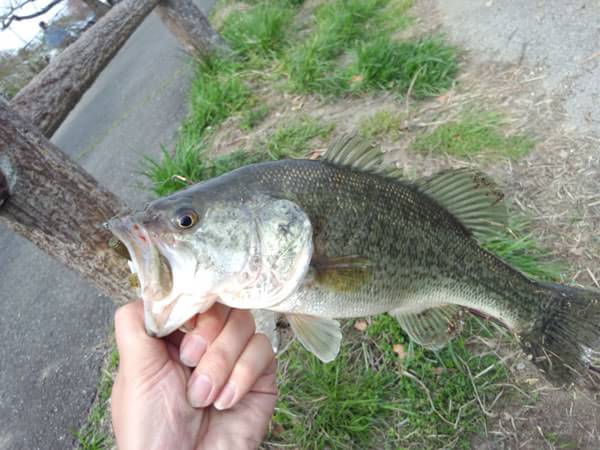 琵琶湖 おかっぱり 釣果