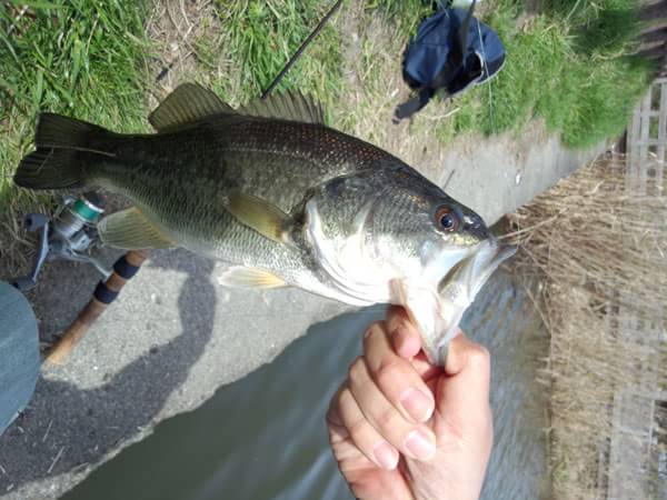 琵琶湖 おかっぱり 釣果