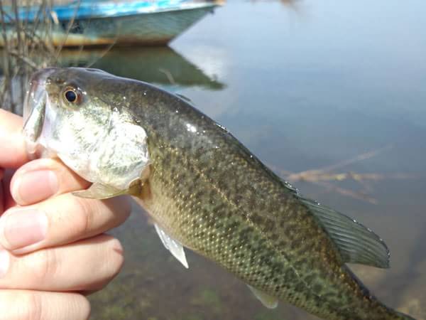 琵琶湖 おかっぱり 釣果