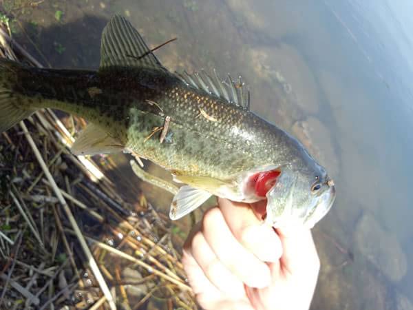 琵琶湖 おかっぱり 釣果