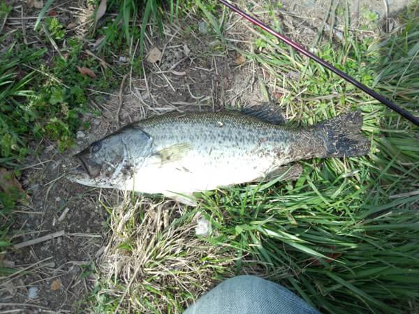 琵琶湖 おかっぱり 釣果