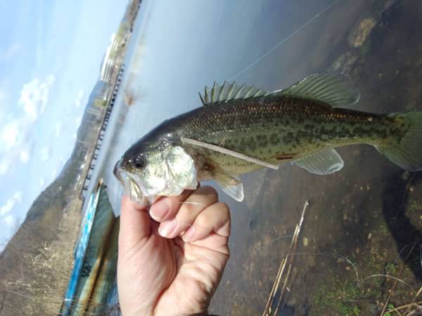 琵琶湖 おかっぱり 釣果