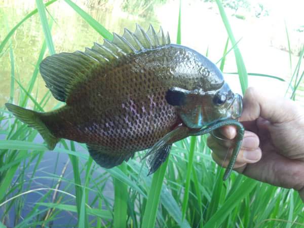 琵琶湖 おかっぱり 釣果