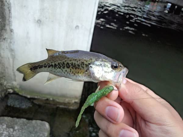 バス釣り 琵琶湖