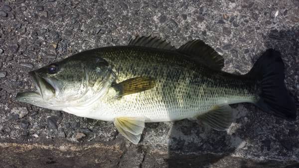 琵琶湖 おかっぱり 釣果