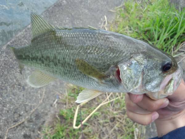 琵琶湖 おかっぱり 釣果