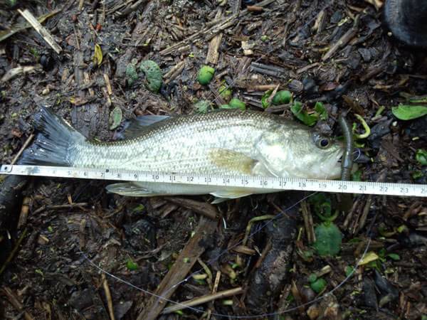 琵琶湖 おかっぱり 釣果