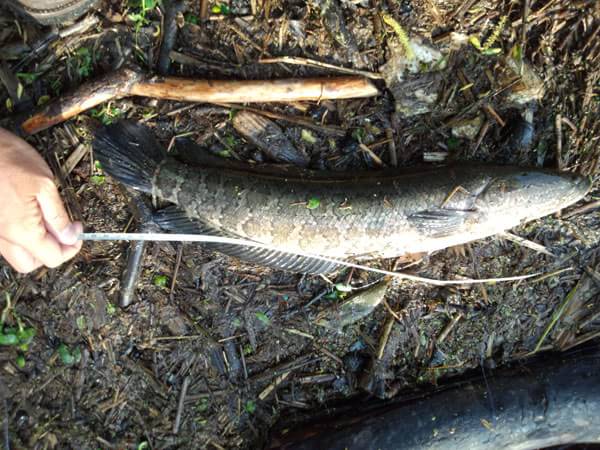 琵琶湖 おかっぱり 釣果