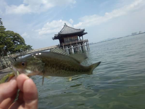 琵琶湖 おかっぱり 釣果