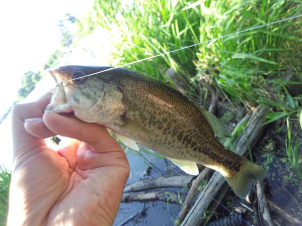 琵琶湖 おかっぱり 釣果