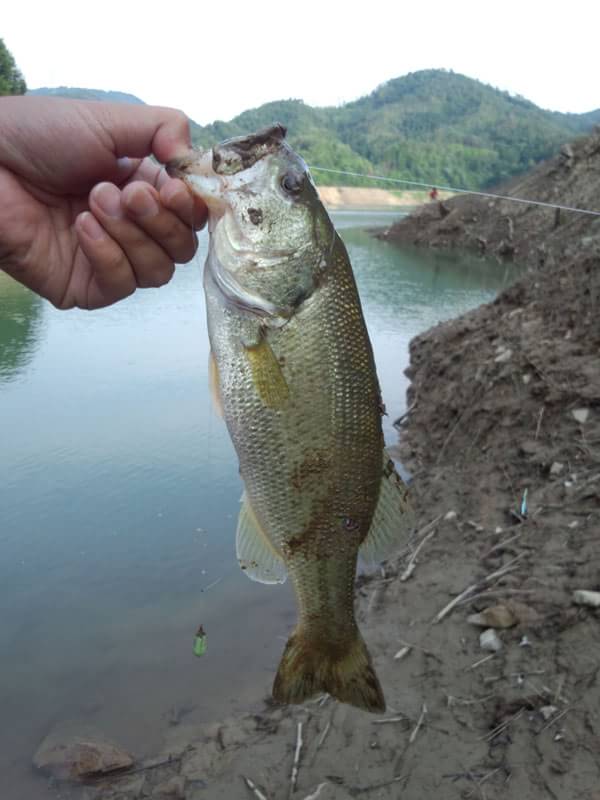 日吉ダムの釣果