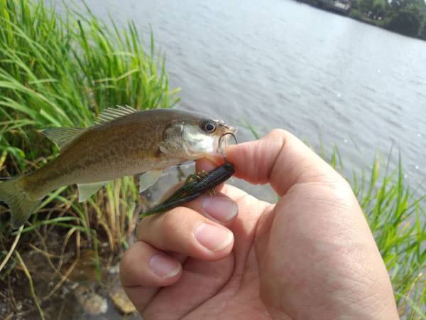 琵琶湖 乙女ヶ池の釣果