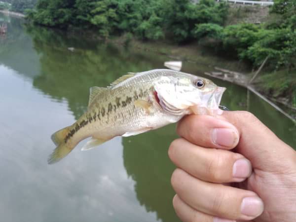 バス釣り 世木ダムの釣果