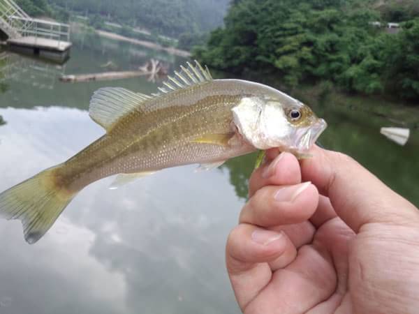 バス釣り 世木ダムの釣果