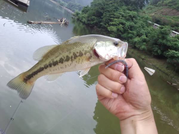 バス釣り 世木ダムの釣果