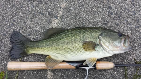 琵琶湖 なぎさ漁港の釣果