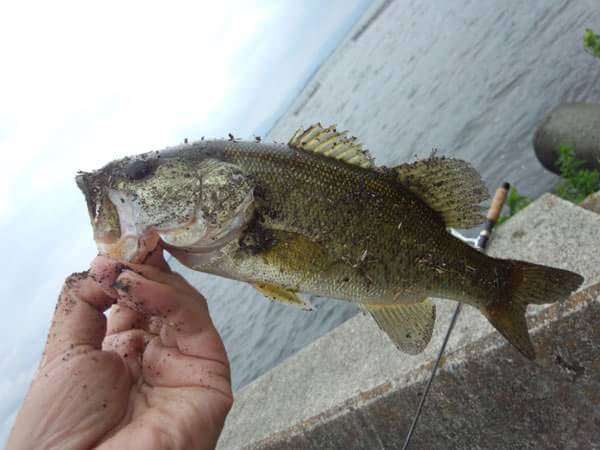 琵琶湖 なぎさ漁港の釣果