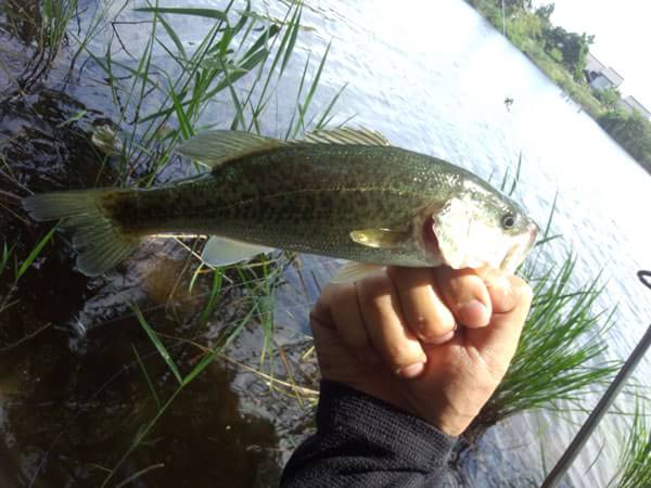 琵琶湖 おかっぱり 釣果