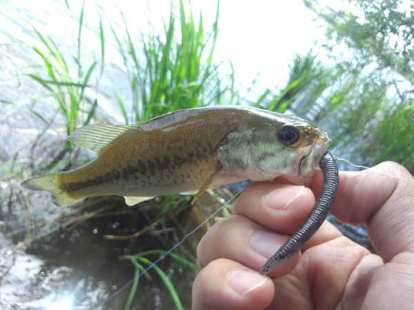 琵琶湖 おかっぱり 釣果