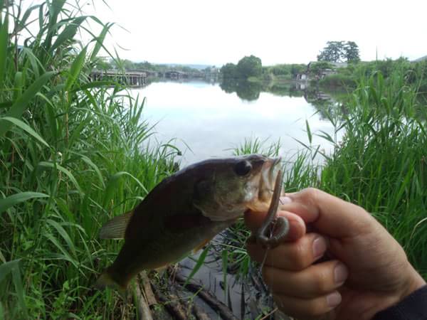 琵琶湖 おかっぱり 釣果