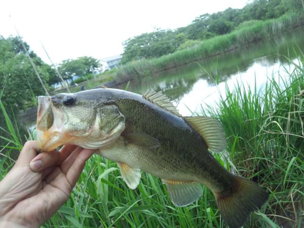 琵琶湖 おかっぱり 釣果