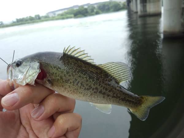 琵琶湖 矢橋 おかっぱり釣果