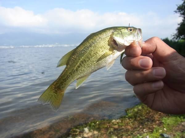 琵琶湖 ピエリ裏 おかっぱり 釣果