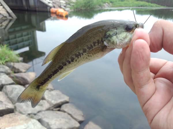 琵琶湖 木の浜水門 おかっぱり 釣果