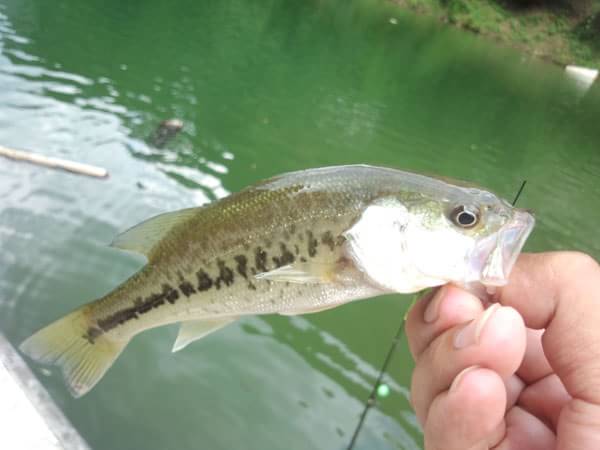 琵琶湖 世木ダム おかっぱり 釣果