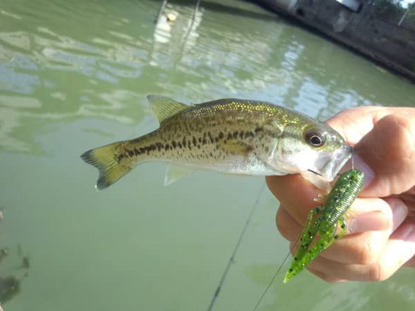 琵琶湖 おかっぱり 釣果