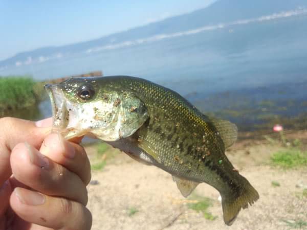 琵琶湖 葉山川河口 おかっぱり 釣果