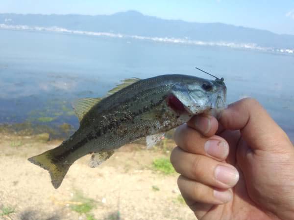 琵琶湖 葉山川河口 おかっぱり 釣果