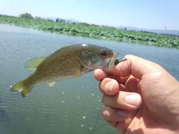 琵琶湖 赤野井 おかっぱり 釣果