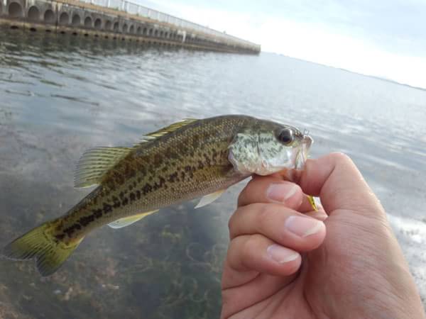 琵琶湖 おかっぱり 釣果