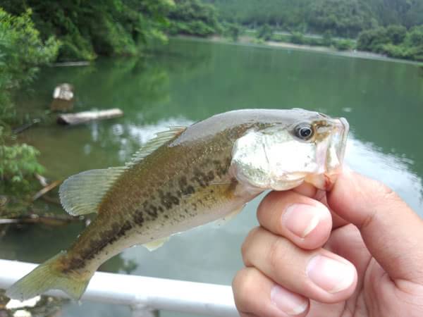 琵琶湖 おかっぱり 釣果