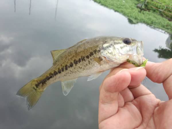 琵琶湖 雄琴港 おかっぱり 釣果