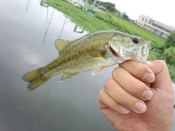 琵琶湖 雄琴港 おかっぱり 釣果