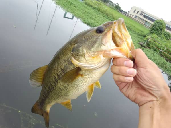 琵琶湖 雄琴港 おかっぱり 釣果