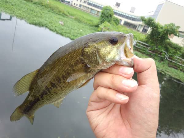 琵琶湖 雄琴港 おかっぱり 釣果