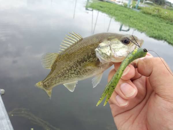 琵琶湖 雄琴港 おかっぱり 釣果