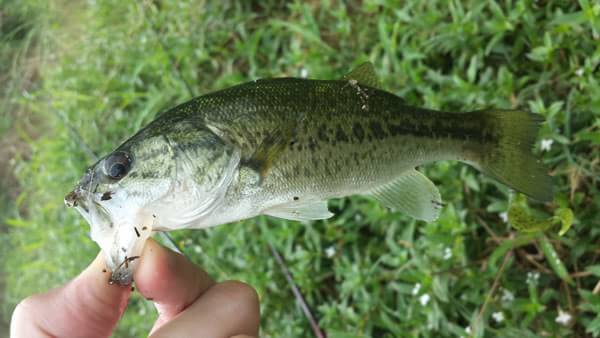 琵琶湖 葉山川 おかっぱり 釣果