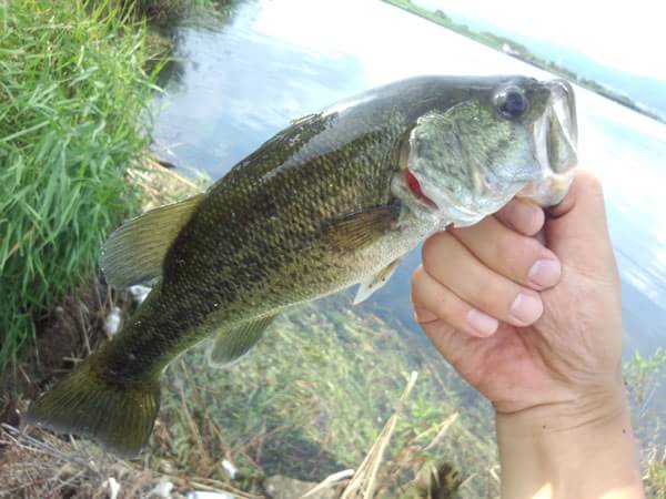 琵琶湖 葉山川 おかっぱり 釣果